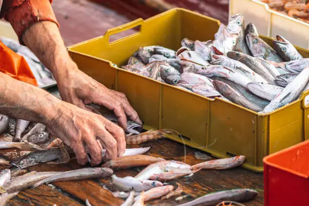 Photo of Various freshly just caught fish in plastic crates on a fishing wooden boat being selected by a fisherman