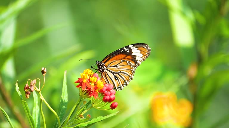 Close up of slow motion butterfly