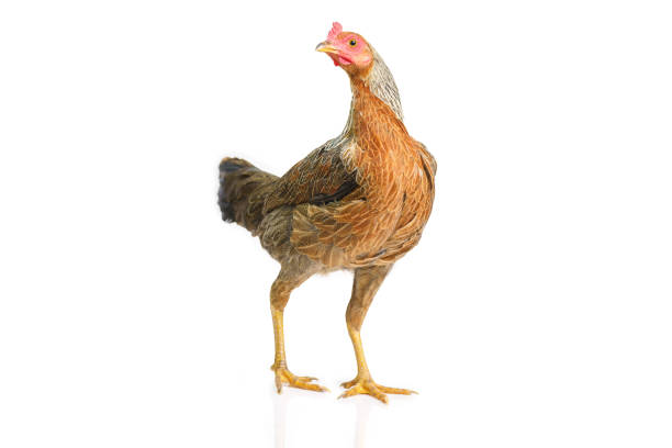 istock bantam hen walking isolated on white, studio shot,chicken. 1367469362