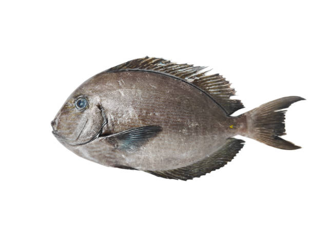 istock Fresh Labahita fish (Surgeon fish) isolated on white background.Selective focus. 1367471993