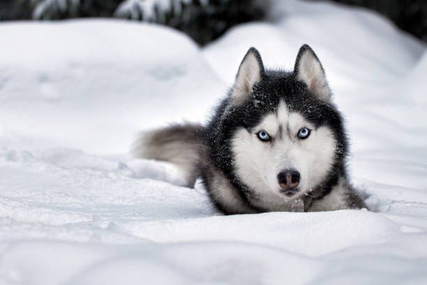 istock Husky dog lying in the snow on snowdrift, front view 1367473642