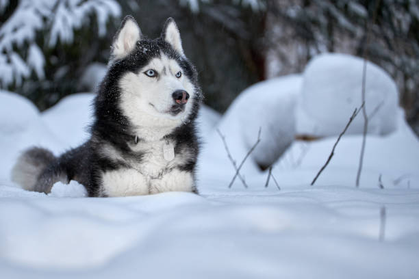 istock Husky dog lying in the snow on snowdrift 1367473701