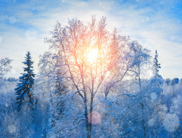 Landscape with  frosty crown of birch tree in the rays of the setting sun.
