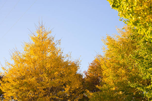 istock Yellow tree on a sunny autumn day. 1367473774