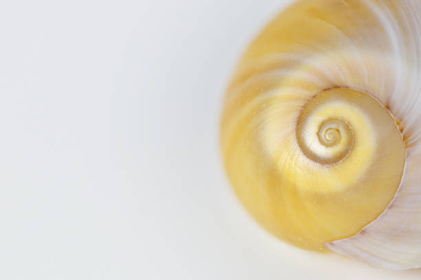 Moon sea shell with focus on spiral close up, white background and copy text space, shallow depth of field nature macro photography