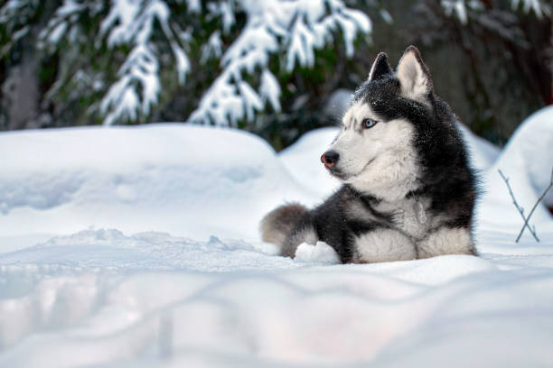 istock Siberian Husky dog on snow in winter forest. Husky wolf with blue eyes. Copy space 1367474592