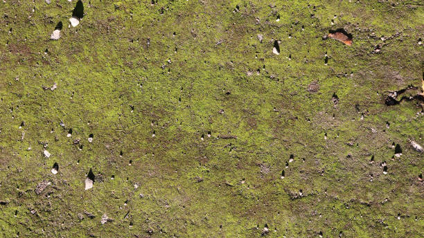 istock flat green surface of moss with pebbles - background texture 1367474655