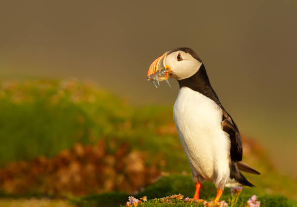 istock Atlantic puffin with sand eels standing on grass in summer 1367475870