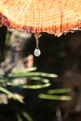 Drop of Pine Resin