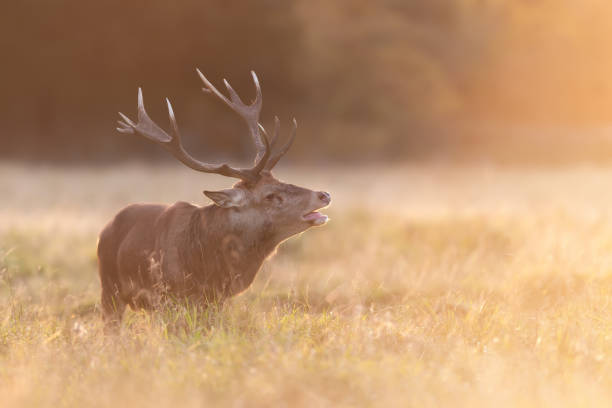 red deer calling during rutting season at sunrise - richmond park imagens e fotografias de stock