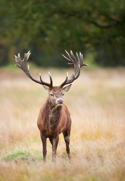 gros plan d’un cerf rouge debout dans un champ d’herbe - richmond park photos et images de collection