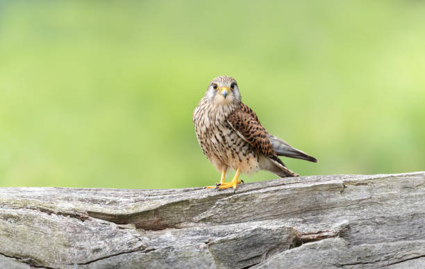 Close up of a common kestrel perched on a tree stock photo