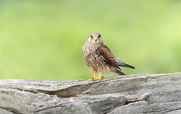 Photo of Close up of a common kestrel perched on a tree