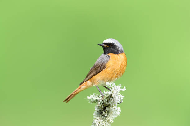 istock Close up of a Common Redstart on a mossy perch against green background 1367476609