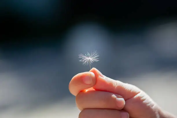 Bud of a dandelion in a child hand. Dandelion white flower close up view. High quality photo with soft focus and selective focus