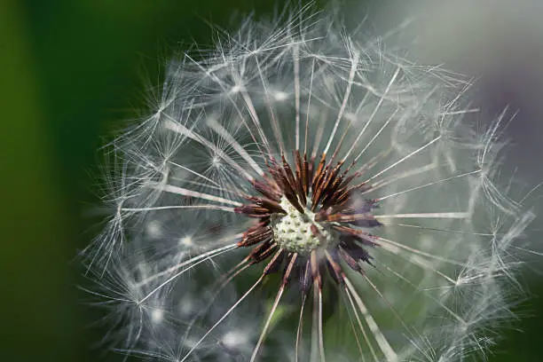 Bud of a dandelion. Dandelion white flowers in green grass close up view. High quality photo with soft focus and selective focus