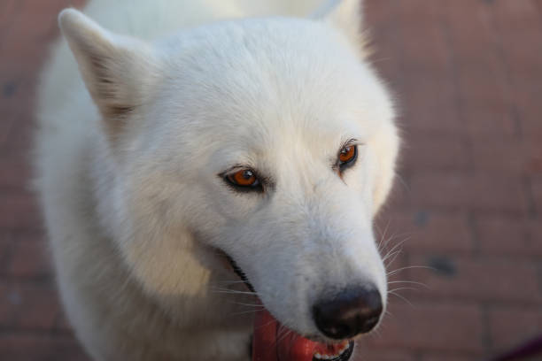 istock A very hairy dog,  his breed is Samoyed 1367477755