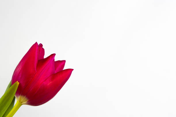 Single crimson red tulip isolated on white background with copy space