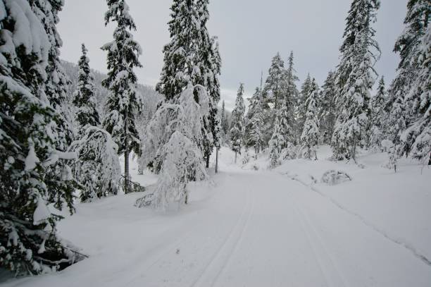 istock Skiing Vacation in Sweden. 1367479518