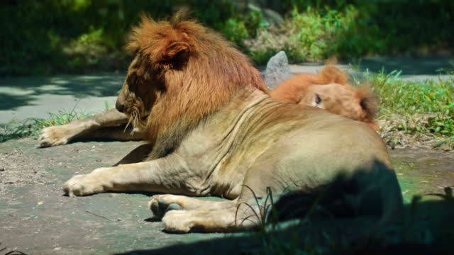 wild African lions in the wild with a large mane lie on the ground during the day under the rays of the sun
