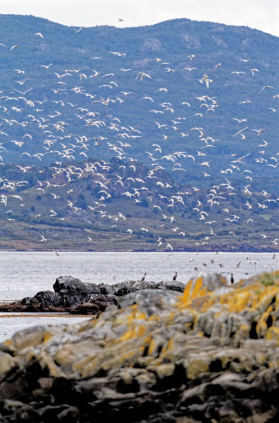 istock South American Tern in Beagle Channel - Argentina 1367479755