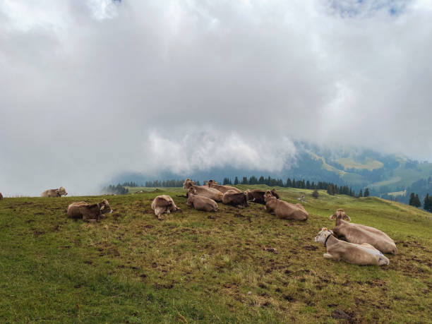 istock Cows on swiss mountain ridge 1367481740