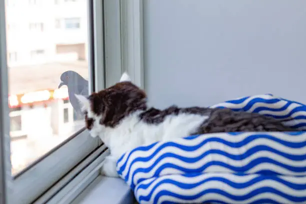 Photo of A black and white fluffy cat is watching a dove through the window