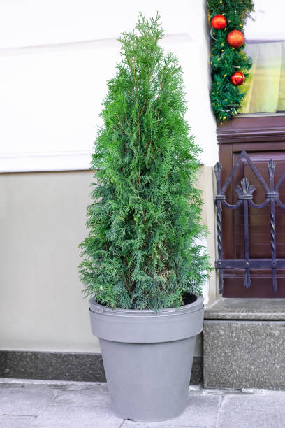 Trimmed thuja growing in large plastic pot on city street. Big potted green thuya growth on winter backyard Trimmed thuja growing in large plastic pot on city street. Big potted green thuya growth on winter backyard. Cone shape evergreen topiary tree grow in flowerpot by white house wall background platycladus orientalis stock pictures, royalty-free photos & images