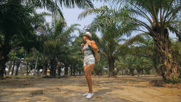 Woman tourist with plait walks looking around at growing young trees with lush leaves at oil palm farm elaeis guineensis on sunny day stock photo