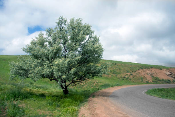 Elm tree on the side of the road with a cloudy sky