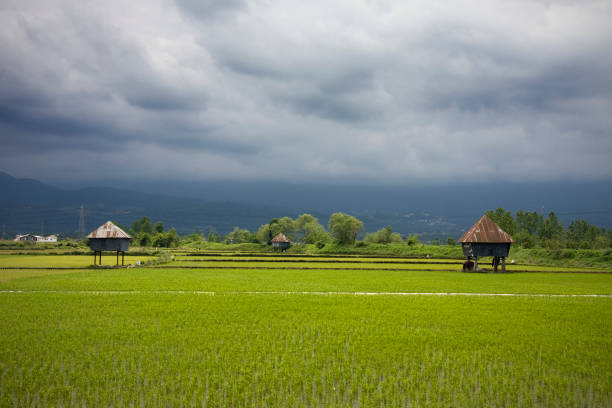 Rice paddy with resting edges for farmers and cloudy skies