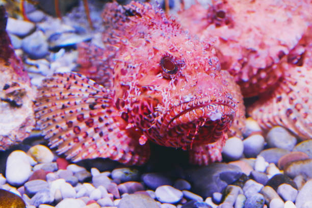 Pink sharp scorpionfish swimming in the colorful corals. Animals in the wild