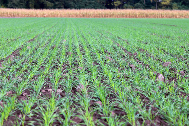 Sowing winter cereals in autumn. Agriculture.