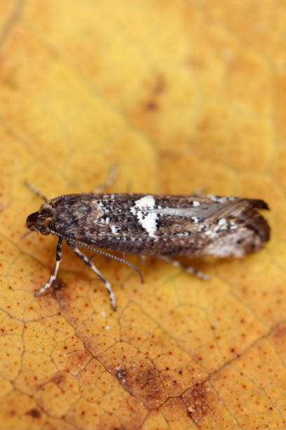 Moth of leek moth or onion leaf miner (Acrolepiopsis assectella) family Acrolepiidae. It is Invasive speciesa pest of leek crops. Larvae feed on Allium plants by mining into the leaves or bulbs. polilla de polilla de puerro o minero de hojas de cebolla (acrolepiopsis assectella) familia acrolepiidae. es especie invasora plaga de cultivos de puerro. las larvas se alimentan de plantas de allium mediante la minería en las hojas o bulbos.