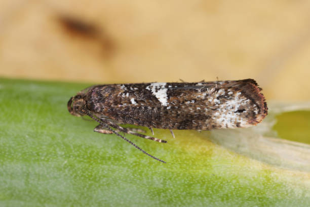 Moth of leek moth or onion leaf miner (Acrolepiopsis assectella) family Acrolepiidae. It is Invasive speciesa pest of leek crops. Larvae feed on Allium plants by mining into the leaves or bulbs. polilla de polilla de puerro o minero de hojas de cebolla (acrolepiopsis assectella) familia acrolepiidae. es especie invasora plaga de cultivos de puerro. las larvas se alimentan de plantas de allium mediante la minería en las hojas o bulbos.