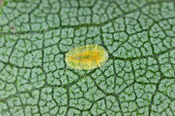 Macrophotography of Diaspididae insects on leaf vessel. Armored scale insects at home plants. Insects sucking plant. Infested cale (Coccidae) commonly known as soft scales, wax scales or tortoise scal macrofotografía de insectos diaspididae en vaso de hoja. insectos de escamas blindadas en plantas caseras. insectos chupando planta. cale infestada (coccidae) comúnmente conocida como escamas blandas, escamas de cera o escamas de tortuga