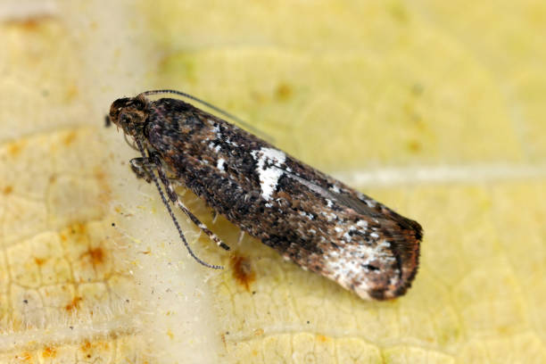 Moth of leek moth or onion leaf miner (Acrolepiopsis assectella) family Acrolepiidae. It is Invasive speciesa pest of leek crops. Larvae feed on Allium plants by mining into the leaves or bulbs. polilla de polilla de puerro o minero de hojas de cebolla (acrolepiopsis assectella) familia acrolepiidae. es especie invasora plaga de cultivos de puerro. las larvas se alimentan de plantas de allium mediante la minería en las hojas o bulbos.