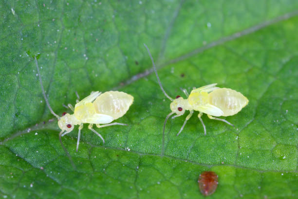 istock Psocid (Psocoptera) called also - booklice, barklice or barkflies. Two yellow larvae on a green leaf. High magnification. 1367487161
