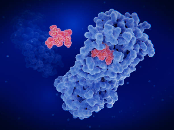 Nirmatrelvir inhibiting the coronavirus 3C-like protease Nirmatrelvir inhibits the 3C-like protease of the SARS-CoV 2 virus. The coronavirus 3CL hydrolase enzyme, also known as the main protease, is essential for the maturation of the virus. antiviral drug stock pictures, royalty-free photos & images