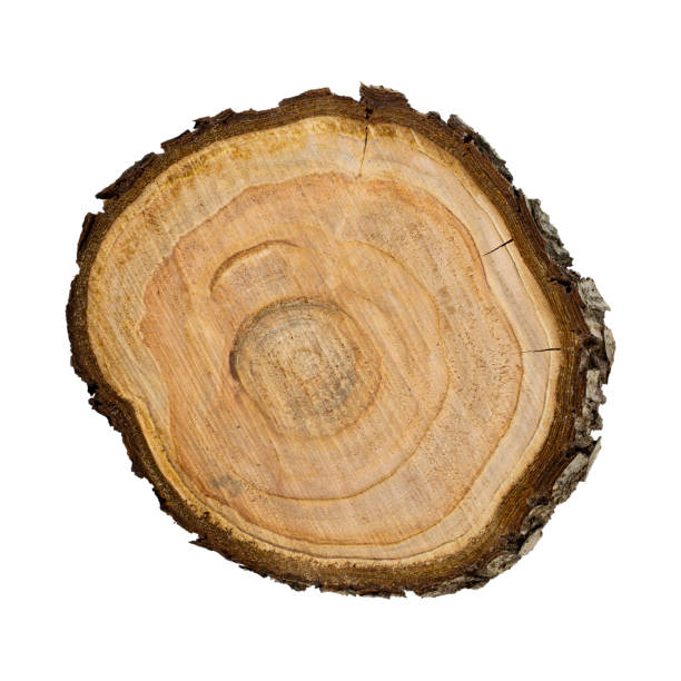 istock Texture of saw cut fruit tree close up isolated on white 1367489259