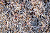 istock Tiny seashell graveyard beach 1367489488