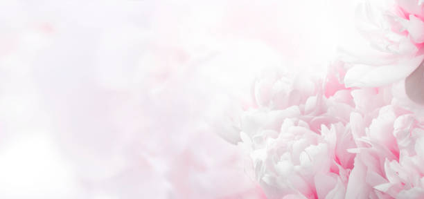 istock Blossoming delicate peony background,  pastel and soft floral background with copy space. Banner. 1367490559