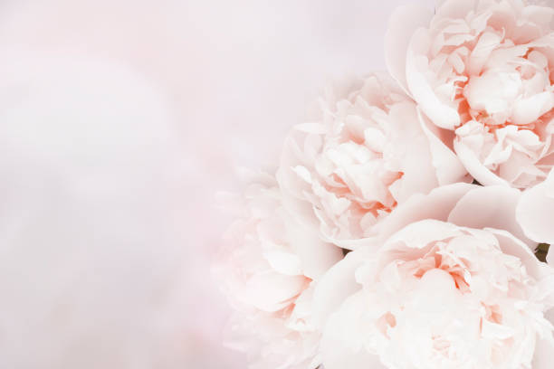 istock Beautiful delicate pastel floral peony background with copy space 1367490571