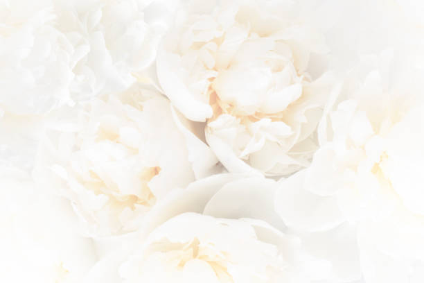 istock Beautiful white floral background, soft focus. 1367490582