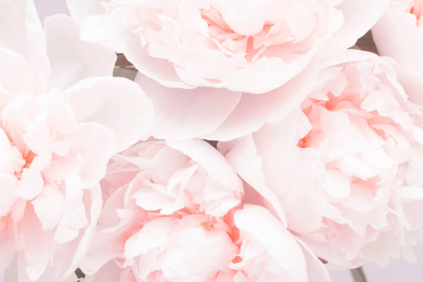 istock Pastel peony flowers in bloom  background, wedding decor. 1367490588