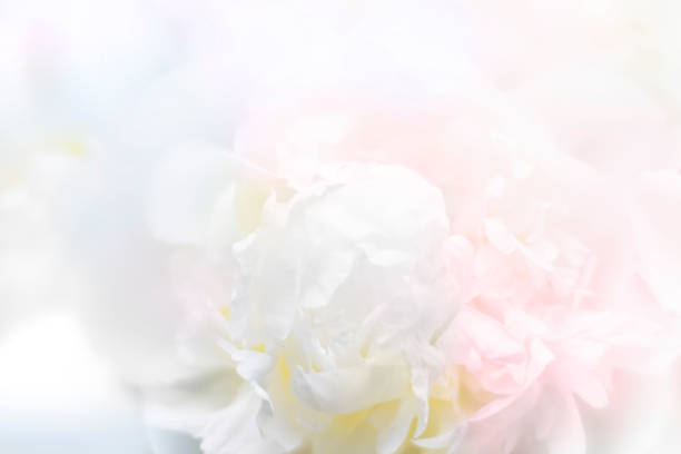 istock Pastel white peony flowers in bloom  soft blur background. 1367490591