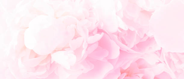 istock Fluffy white peony background. Delicate floral background. Banner. 1367490610