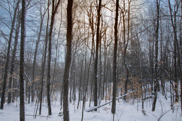 istock A walk in the Canadian wild forest in winter 1367490683