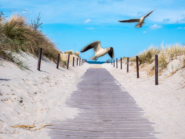 istock Seagulls on the beach path in Warnemuende on the Baltic Sea 1367491408