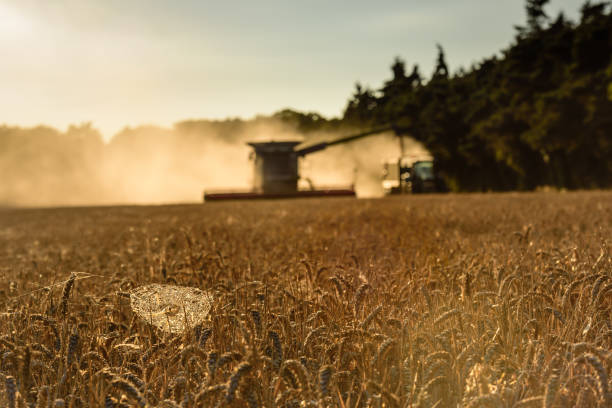 istock Combine harvester iv. Working in field, front view. With tractor and cobweb corn foreground 1367491658